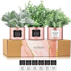 Rose Gold Home Office Plants